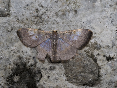 Peratophyga venetia