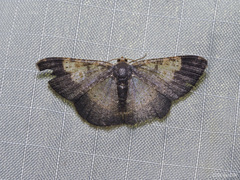 Peratophyga venetia