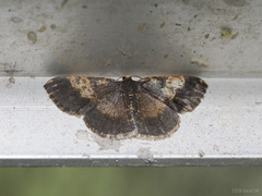 Peratophyga venetia