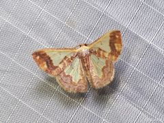 Peratophyga xanthyala