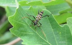 Leptura annularis
