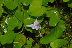 Viola lyallii