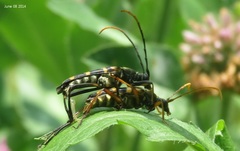 Leptura annularis