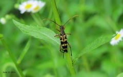 Leptura annularis