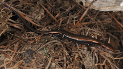 Scincella huanrenensis