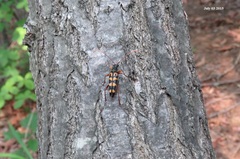 Leptura annularis