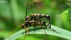 Leptura annularis