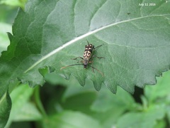Leptura annularis