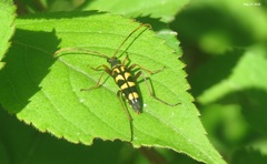 Leptura annularis