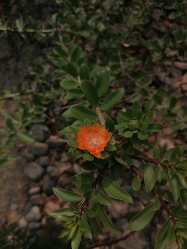 Leuenbergeria lychnidiflora (Leuenbergeria lychnidiflora)