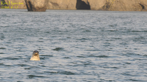 Phoca largha