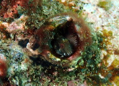 Parablennius intermedius