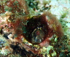 Parablennius intermedius