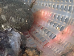 Sicyopterus japonicus
