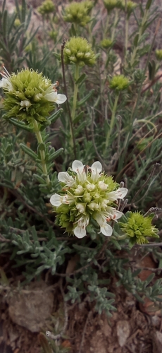 Representative image of Teucrium aragonense