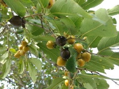 Diospyros montana