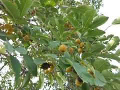 Diospyros montana