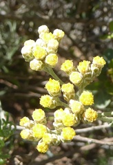 Helichrysum bachmannii