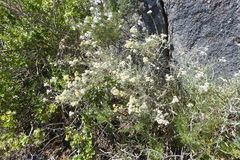 Helichrysum bachmannii