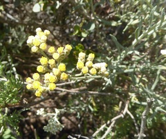 Helichrysum bachmannii