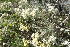 Helichrysum bachmannii