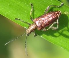 Donacia marginata