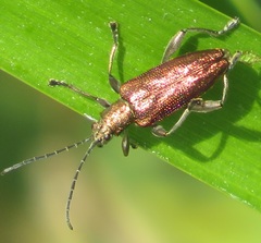 Donacia marginata