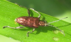 Donacia marginata