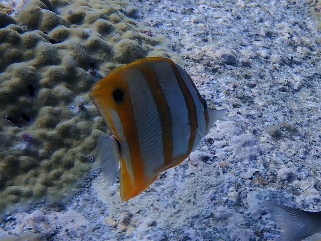 Copperband butterflyfish
