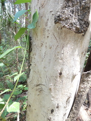 Phascolarctos cinereus