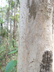 Phascolarctos cinereus