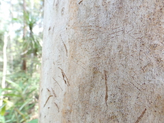 Phascolarctos cinereus