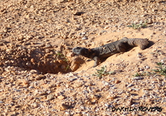 Uromastyx dispar