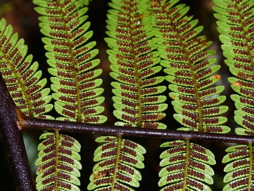 Alsophila cuspidata