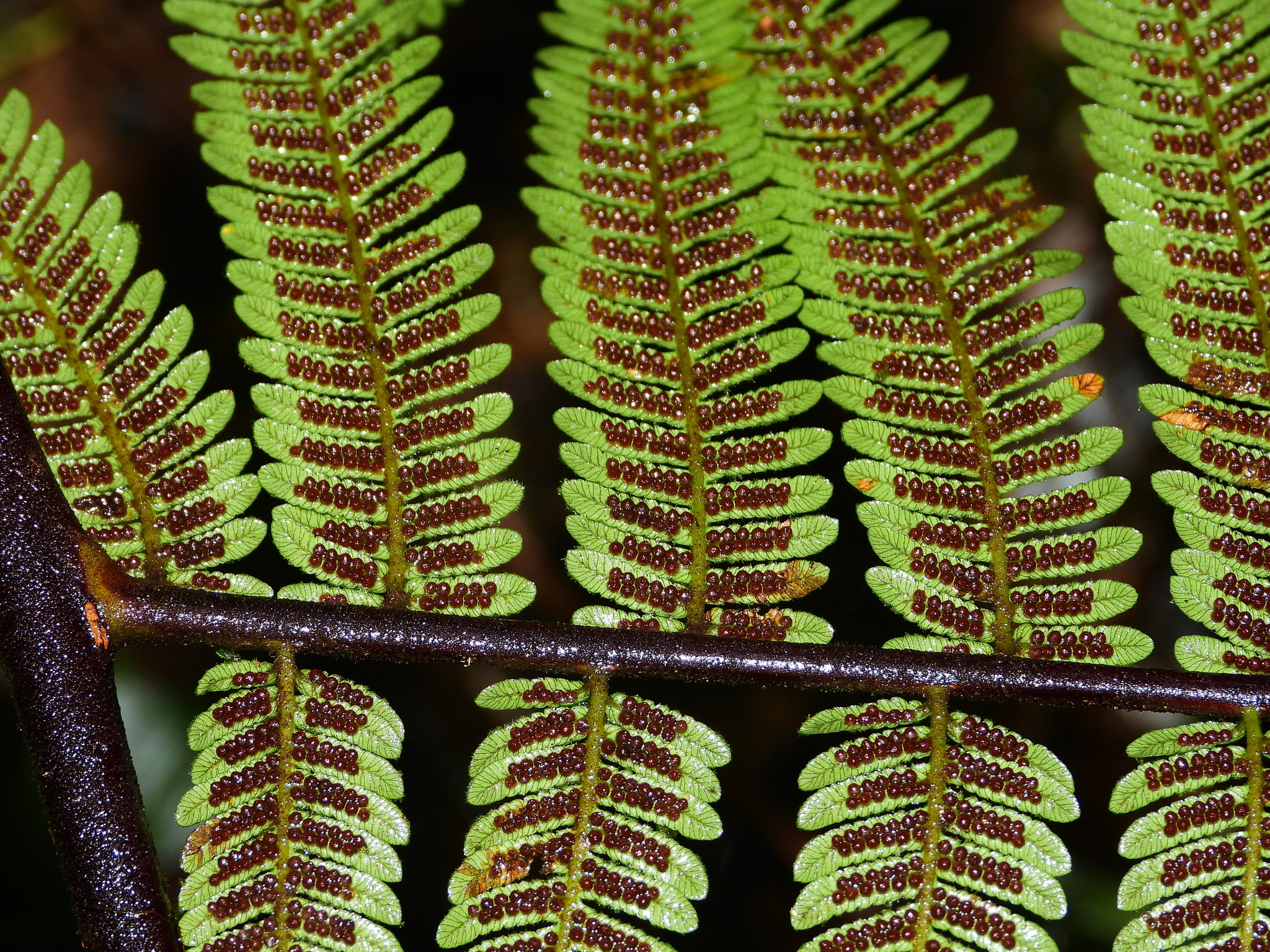 Alsophila cuspidata