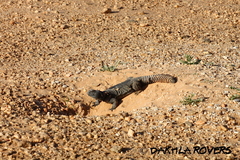 Uromastyx dispar