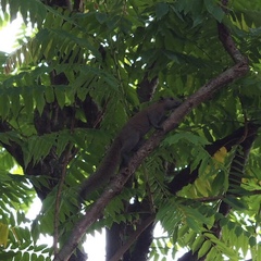 Callosciurus caniceps