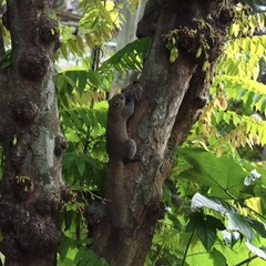 Callosciurus caniceps