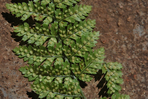 Dryopteris image