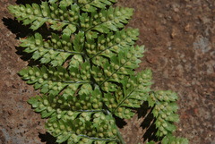 Dryopteris intermedia subsp. maderensis image