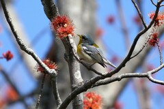 Setophaga americana image