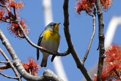 Setophaga americana image