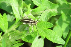 Thyestilla gebleri