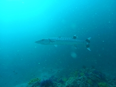 Great Barracuda