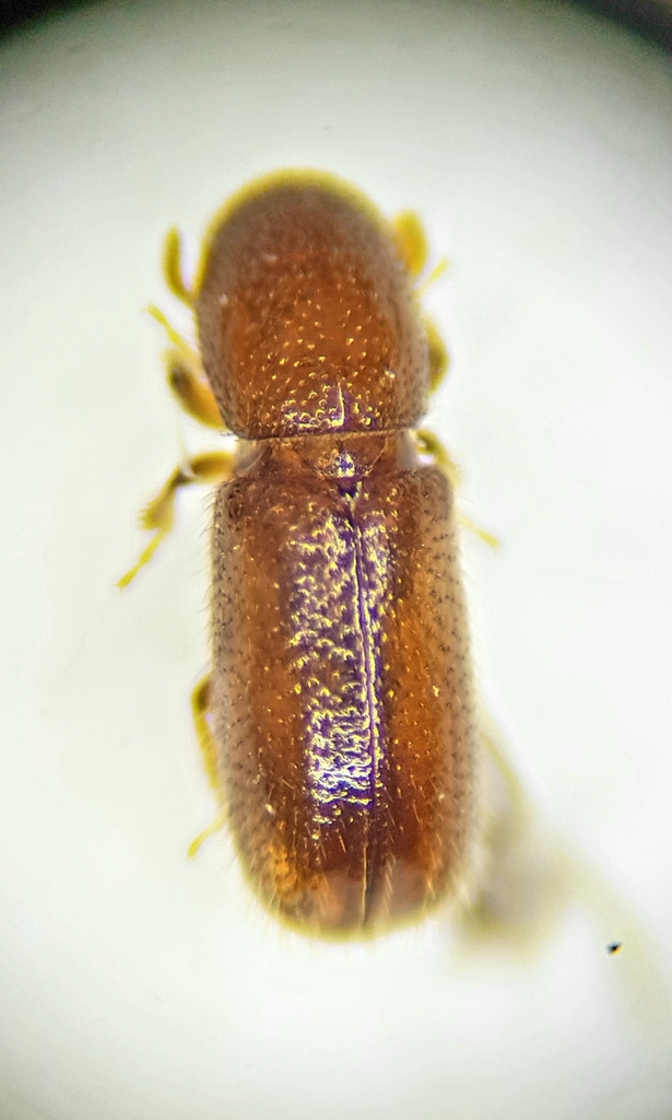 Lymantor coryli