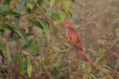 Cacomantis passerinus