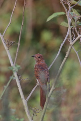 Cacomantis passerinus