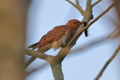 Cacomantis passerinus