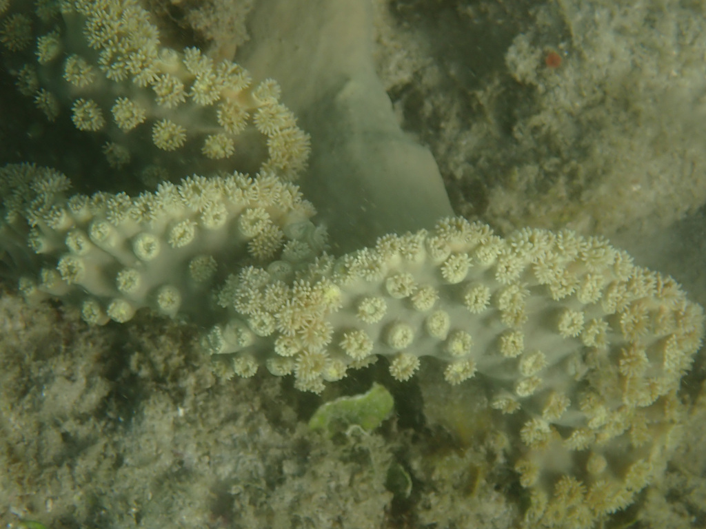 Bowl coral
