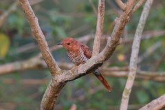 Cacomantis passerinus